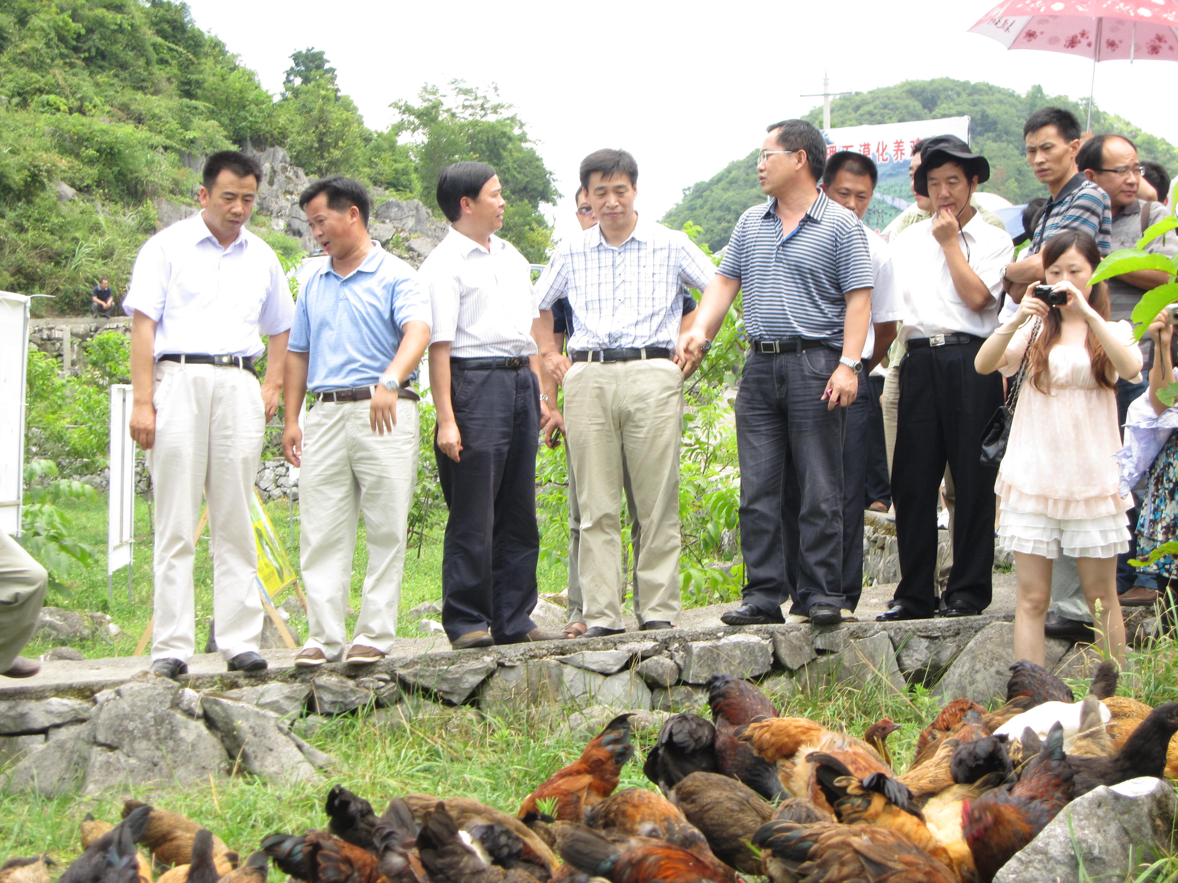 1、县长陈志松陪同国家草原专家张英俊调研我县绿壳蛋鸡产业.jpg